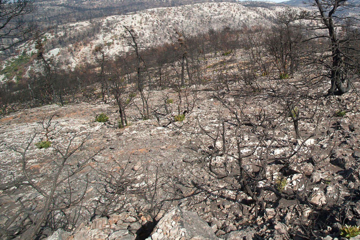 Οι πυρκαγιές είναι μια συνεχής απειλή για τα δάση της νότιας και κεντρικής Ελλάδας. (Φωτο. Νίκος Πέτρου)