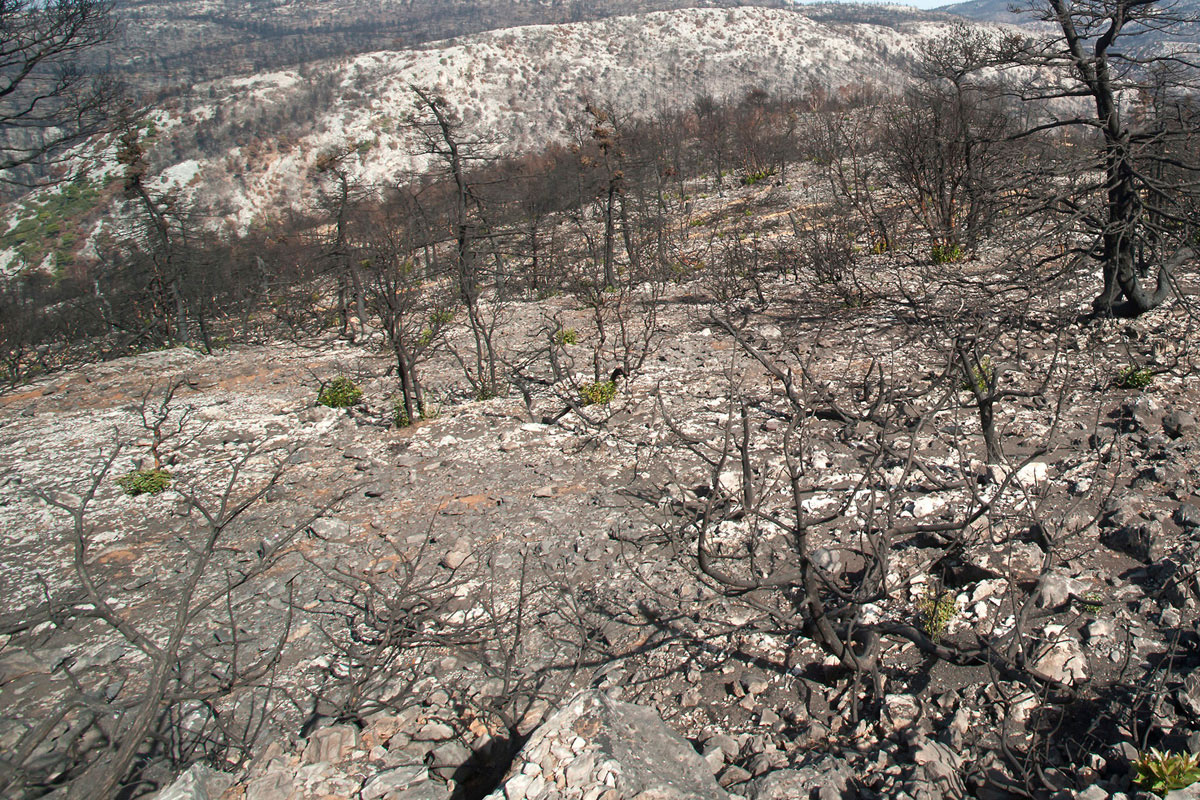 Οι πυρκαγιές είναι μια συνεχής απειλή για τα δάση της νότιας και κεντρικής Ελλάδας. (Φωτο. Νίκος Πέτρου) Οι πυρκαγιές είναι μια συνεχής απειλή για τα δάση της νότιας και κεντρικής Ελλάδας. (Φωτο. Νίκος Πέτρου)