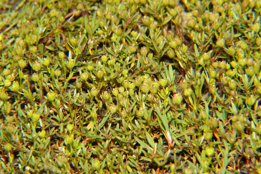 Veronica oetaea* (Φωτο: Γιώργος Καρέτσος) Veronica oetaea* (Φωτο: Γιώργος Καρέτσος)