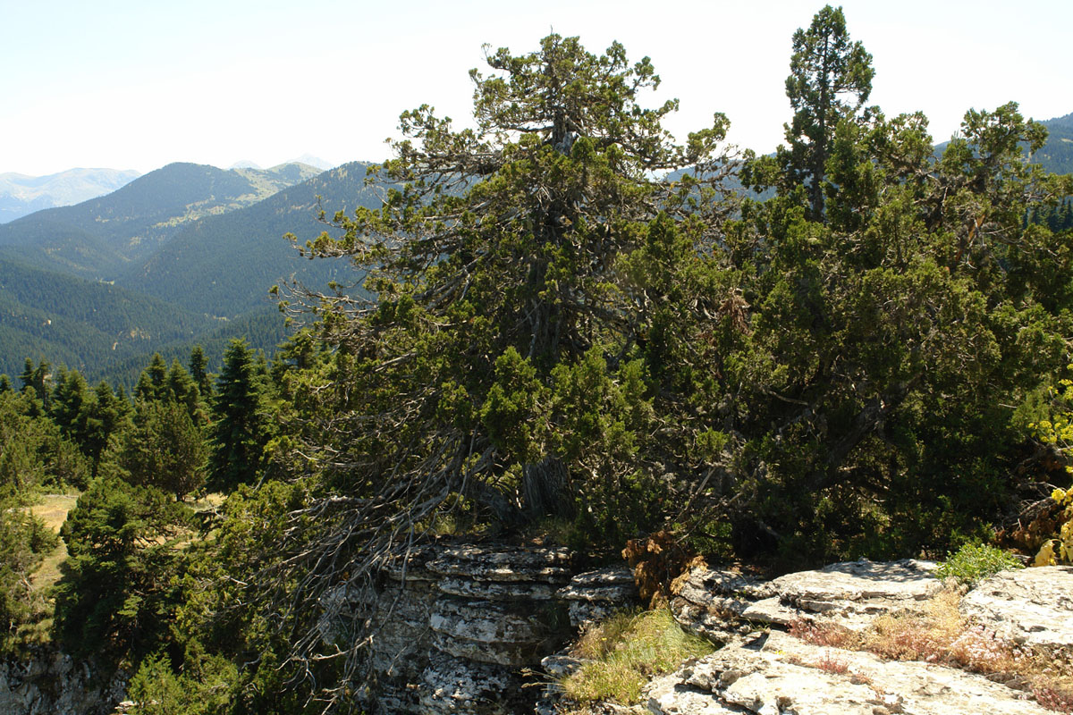The project aims to increase the area of Juniperus foetidissima forests on Mt. Oiti (Photo: G. Karetsos) The project aims to increase the area of Juniperus foetidissima forests on Mt. Oiti (Photo: G. Karetsos)