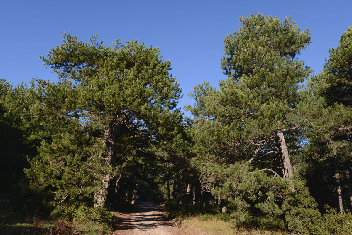 Black Pines (Pinus nigra) on Mt. Kallidromo (Photo: G. Politis) Black Pines (Pinus nigra) on Mt. Kallidromo (Photo: G. Politis)
