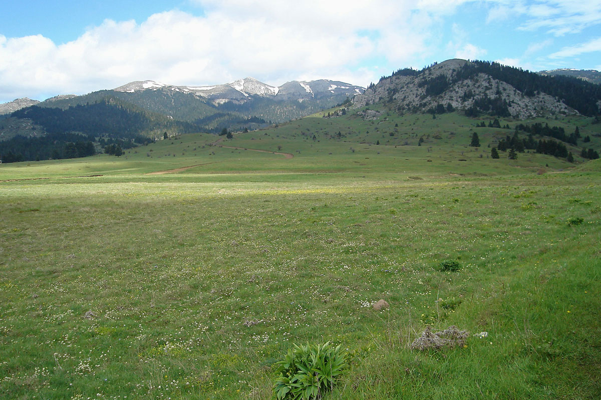 Mountain grassland on Mt. Oiti (Photo: G. Karetsos) Mountain grassland on Mt. Oiti (Photo: G. Karetsos)