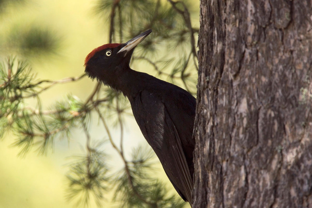 The population status of the Black Woodpecker on Mt. Oiti is unknown (Photo: Nikos Petrou) The population status of the Black Woodpecker on Mt. Oiti is unknown (Photo: Nikos Petrou)
