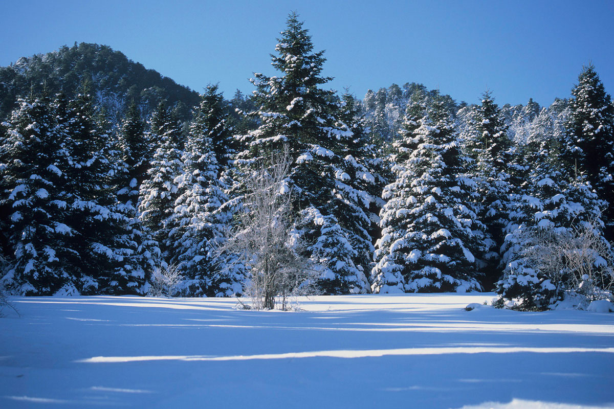 Greek Fir forests on Mt. Kallidromo. (Photo: G. Politis) Greek Fir forests on Mt. Kallidromo. (Photo: G. Politis)