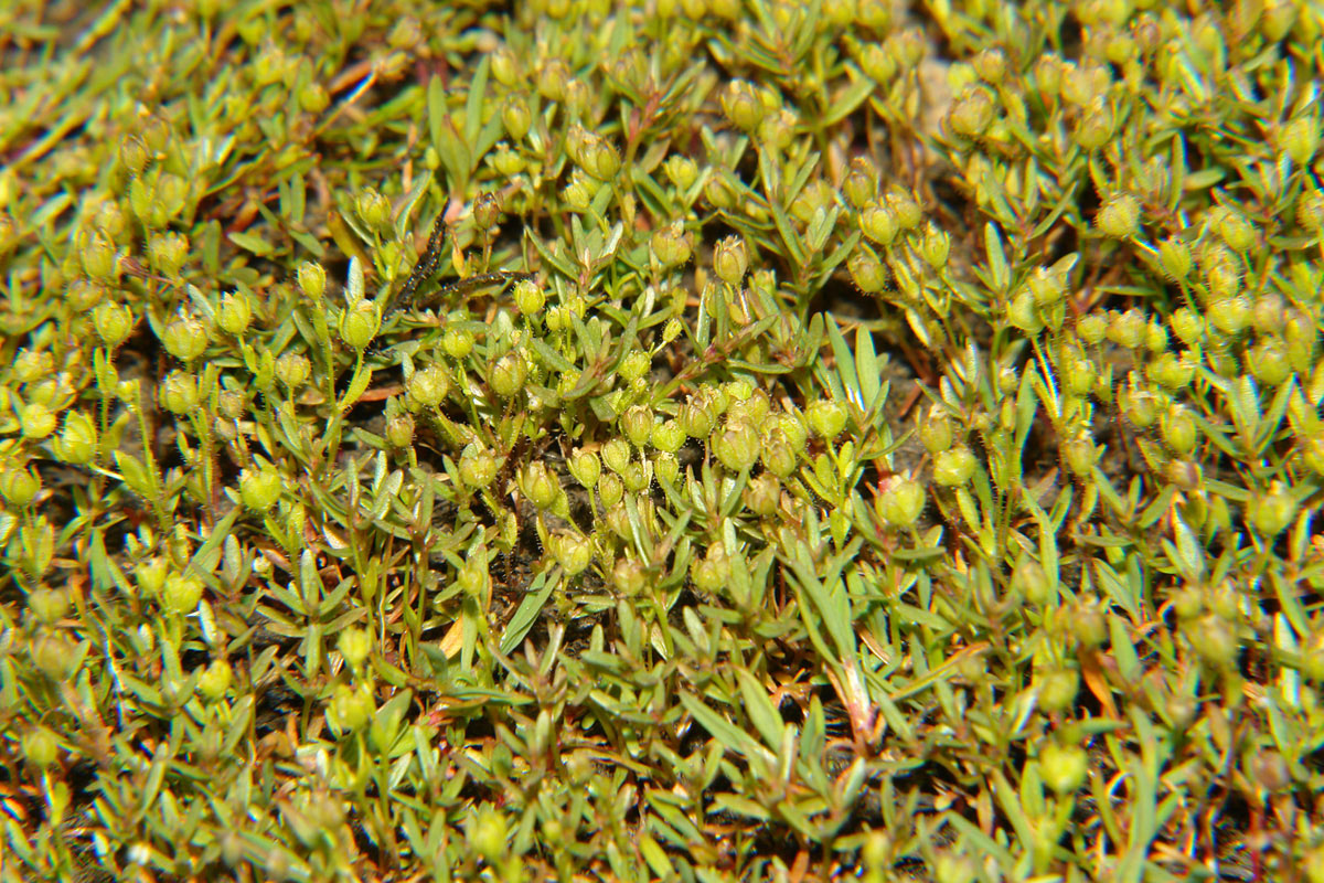 Veronica oetaea* (Photo: G. Karetsos) Veronica oetaea* (Photo: G. Karetsos)
