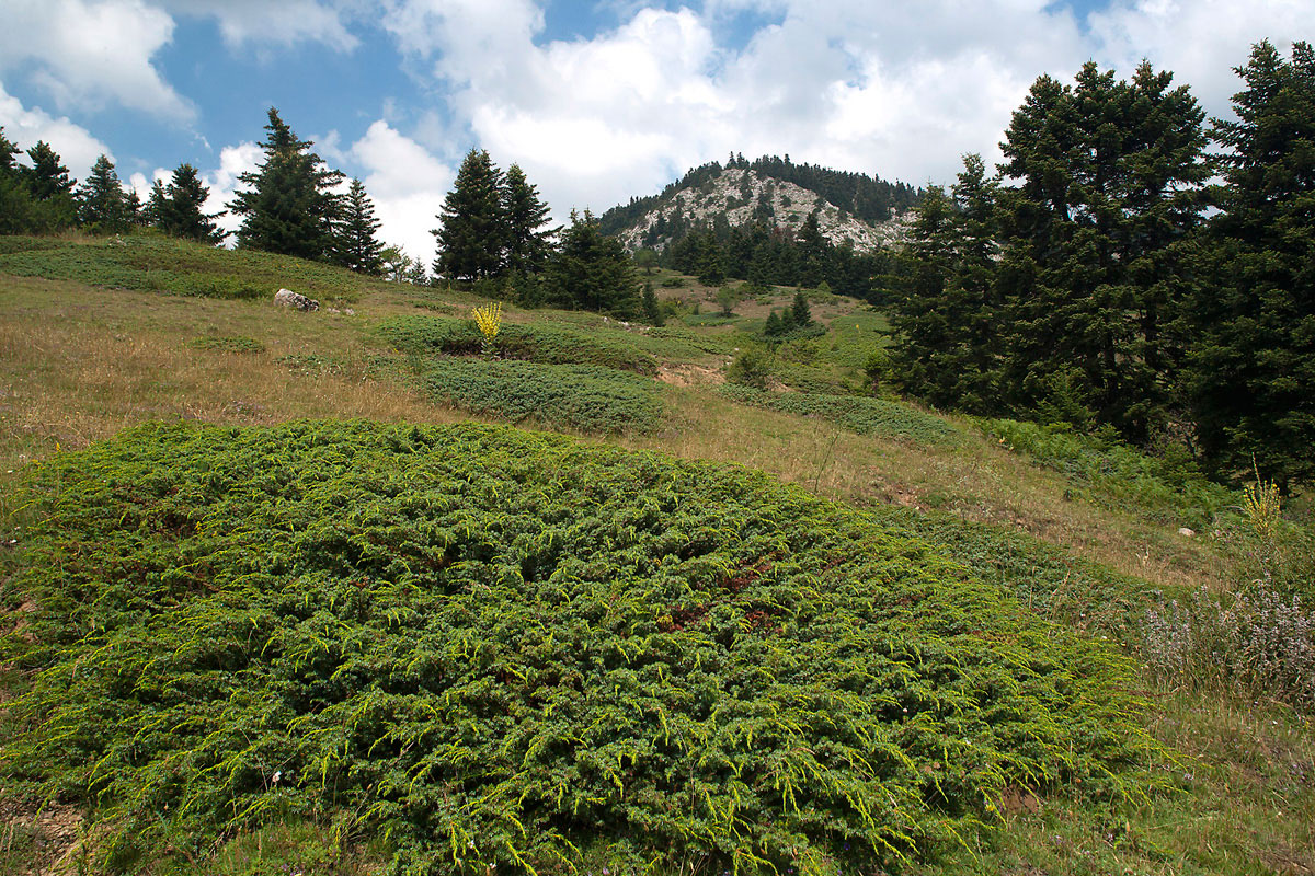 Lack of grazing allows encroachment of Juniperus nana shrubs on the grasslands of Mt. Oiti (Photo: Nikos Petrou) Lack of grazing allows encroachment of Juniperus nana shrubs on the grasslands of Mt. Oiti (Photo: Nikos Petrou)