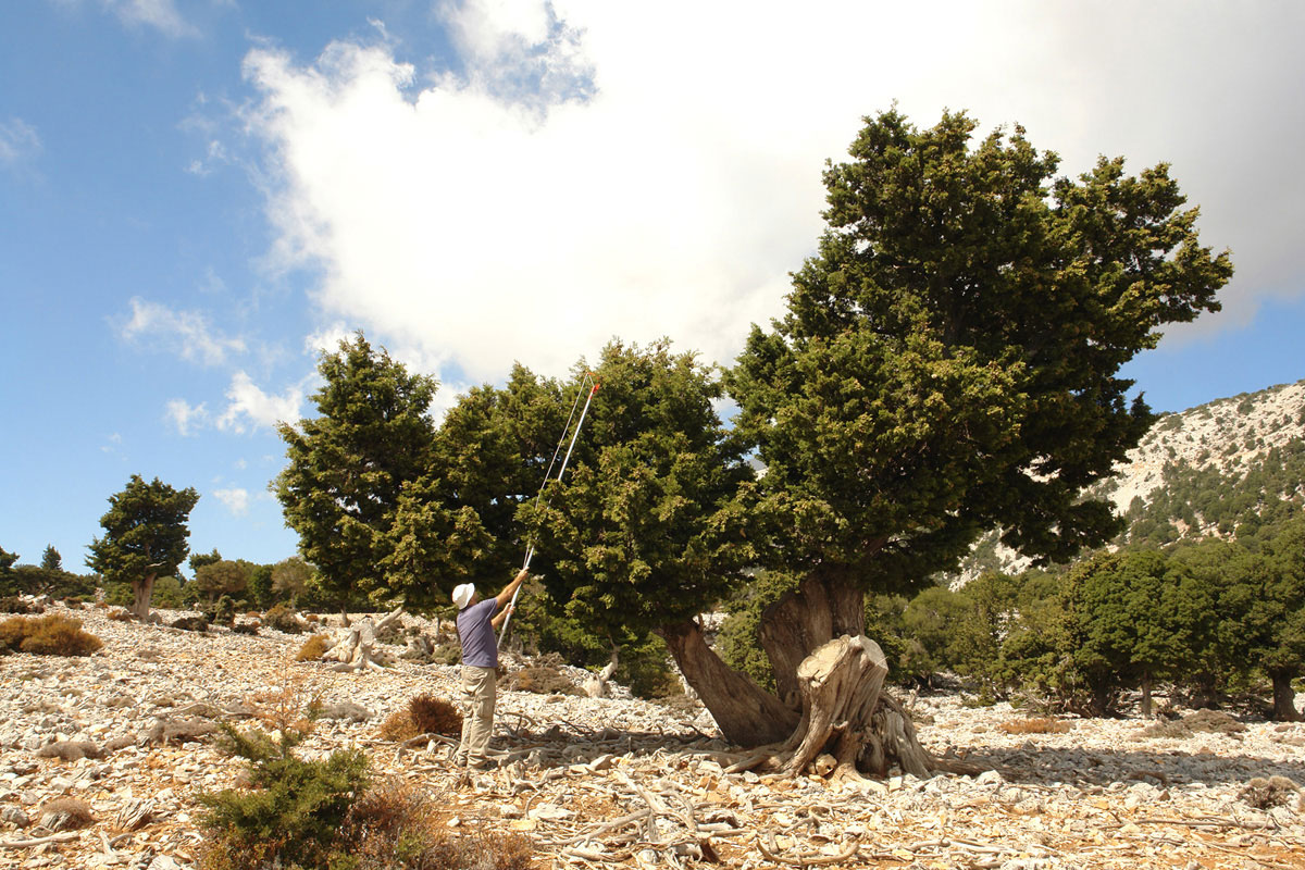 Collection of Cypress seeds for the production of seedlings to be grafted with Juniperus foetidissima grafts. (Photo: G. Mandakas) 