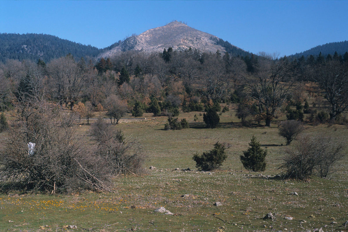 A large area was burned by wild fires on Mt. Kallidromo, above the Nevropolis plateau. (Photo: G. Politis)