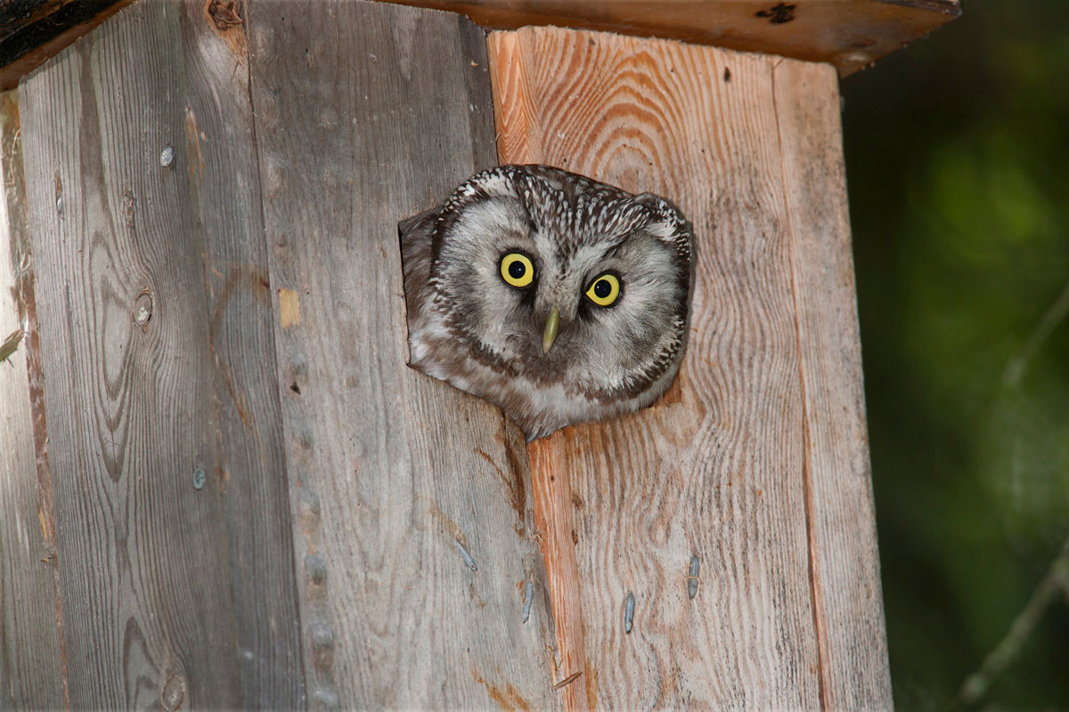 Tengmalm’s Owl in a nest box, from a similar project in Finland. (Photo: Nikos Petrou) Tengmalm’s Owl in a nest box, from a similar project in Finland. (Photo: Nikos Petrou)