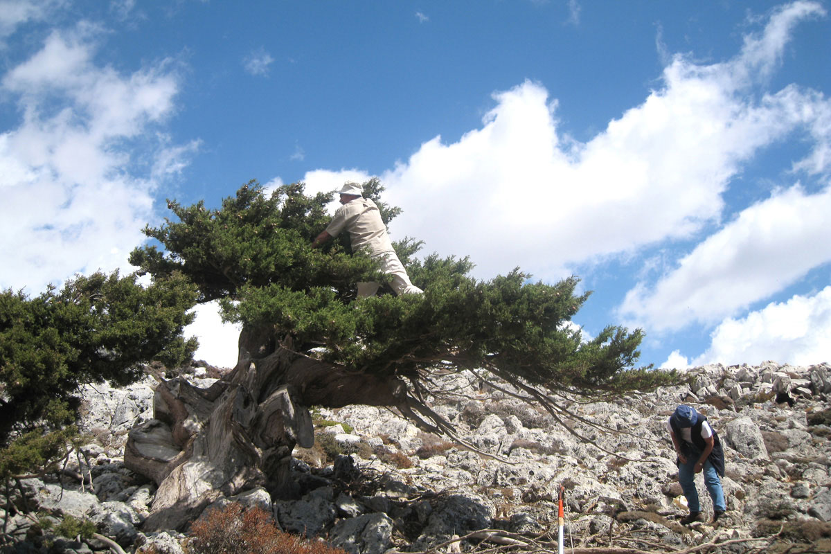 5/10/2012 Collection of Cypress cones in Crete. Photo: G. Mandakas