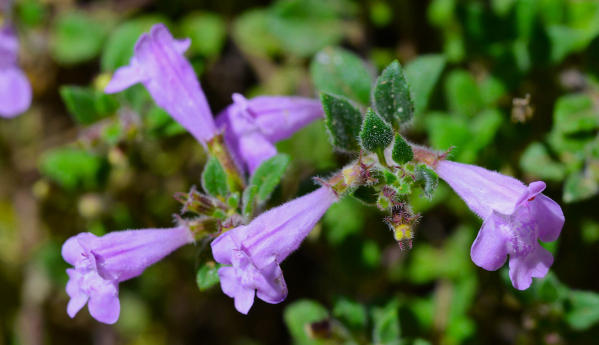 Thymus teucrioides. (Φωτο: Γ. Πολίτης)