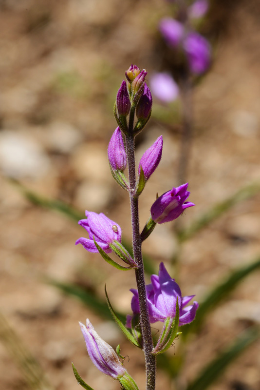 Cephalanthera rubra. (Φωτο: Γ. Πολίτης) Cephalanthera rubra. (Φωτο: Γ. Πολίτης)