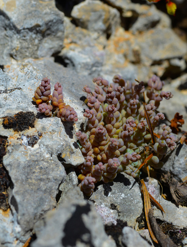 Sedum dasyphyllum. (Φωτο: Γ. Πολίτης) Sedum dasyphyllum. (Φωτο: Γ. Πολίτης)
