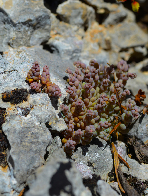 Sedum dasyphyllum. (Φωτο: Γ. Πολίτης)