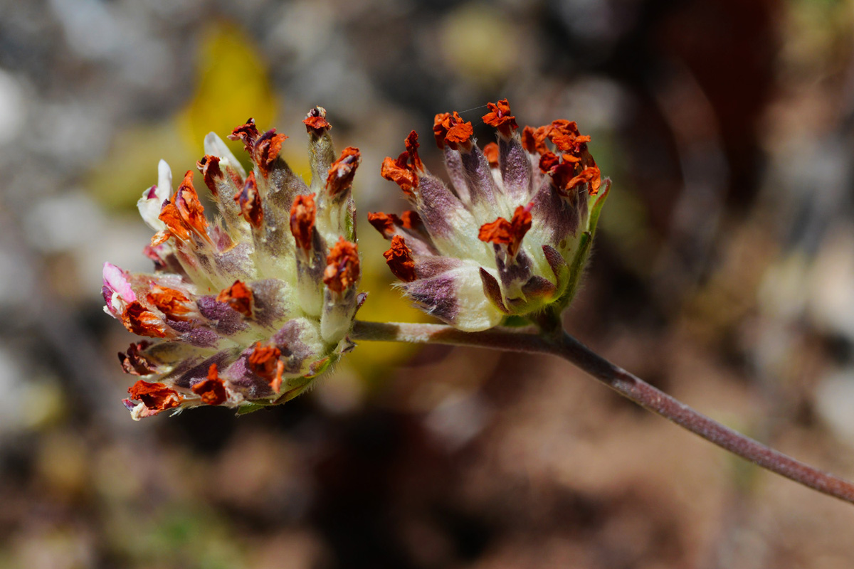 Antyllis vulneraria. (Φωτο: Γ. Πολίτης) Antyllis vulneraria. (Φωτο: Γ. Πολίτης)