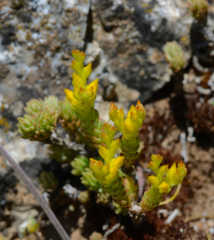 Sedum ochroleucum. (Φωτο: Γ. Πολίτης) Sedum ochroleucum. (Φωτο: Γ. Πολίτης)
