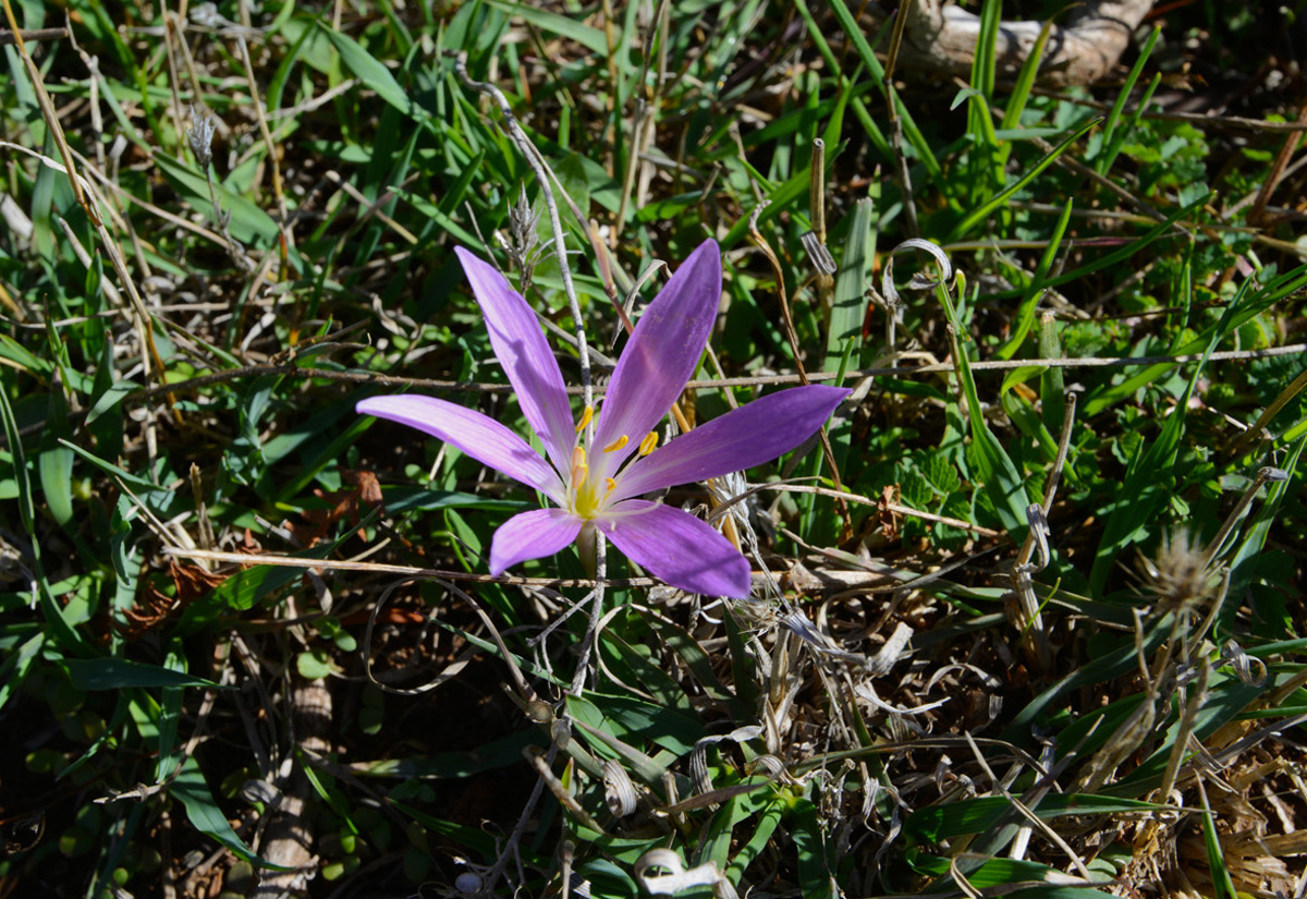 Colchicum sp. (Φωτο: Γ. Πολίτης)