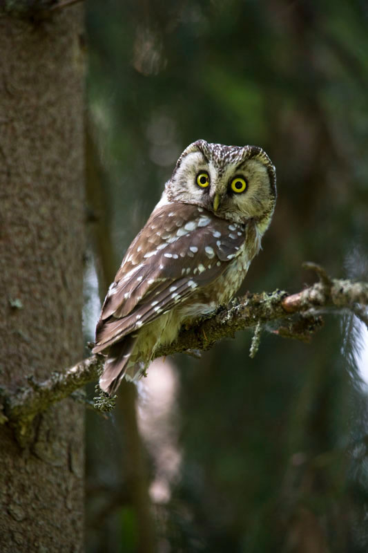 Tengmalm's Owl. (Photo: Nikos Petrou)