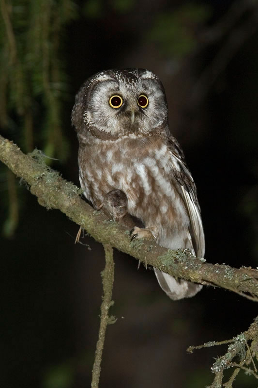 Tengmalm's Owl with prey, in this case a vole. (Photo: Nikos Petrou)