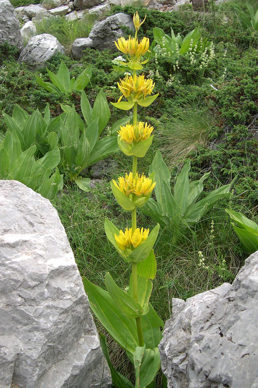 Gentiana lutea. (Φωτο: Γιώργος Καρέτσος) Gentiana lutea. (Φωτο: Γιώργος Καρέτσος)