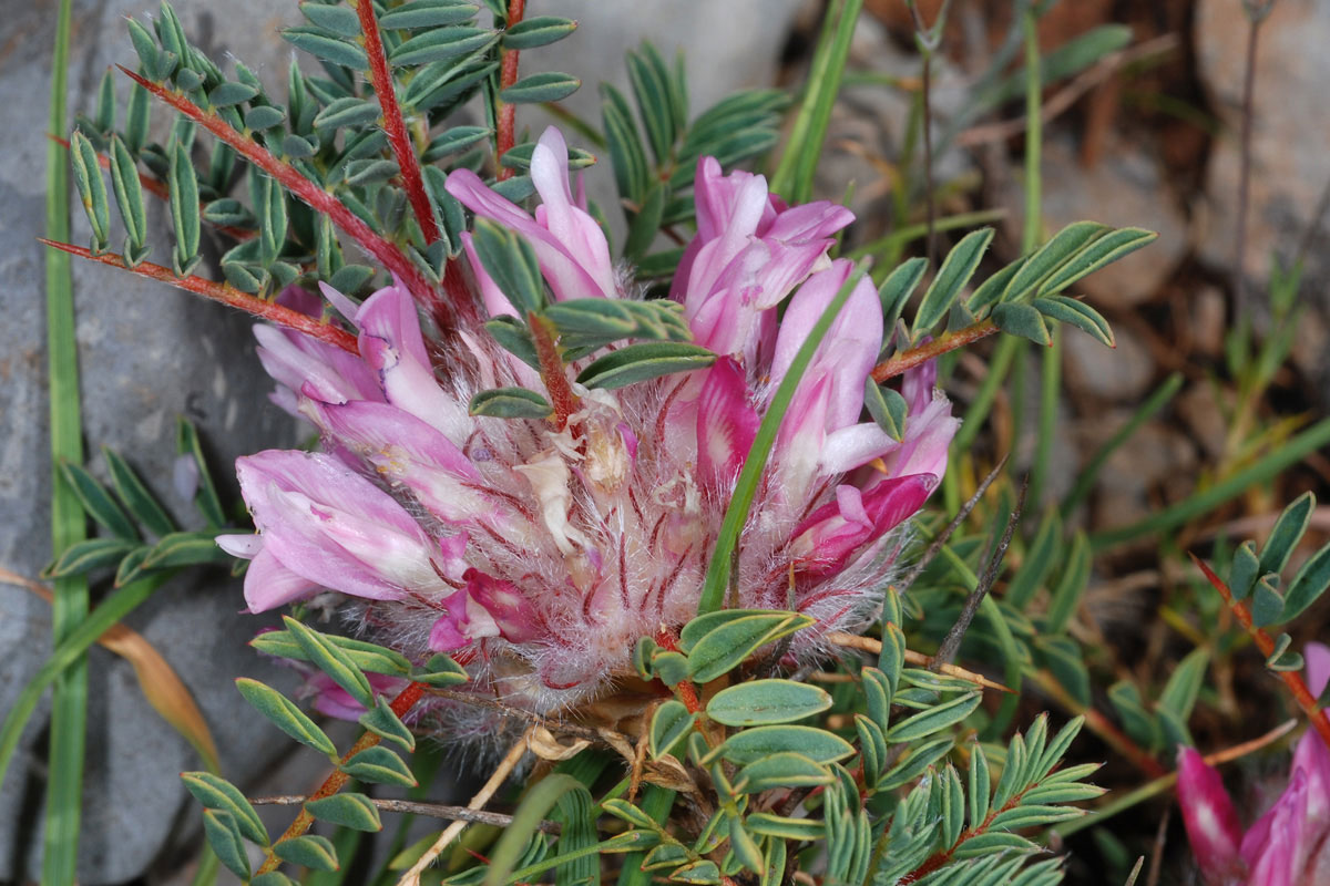 Astracantha thracica parnassi. (Φωτο: Γιώργος Καρέτσος) Astracantha thracica parnassi. (Φωτο: Γιώργος Καρέτσος)