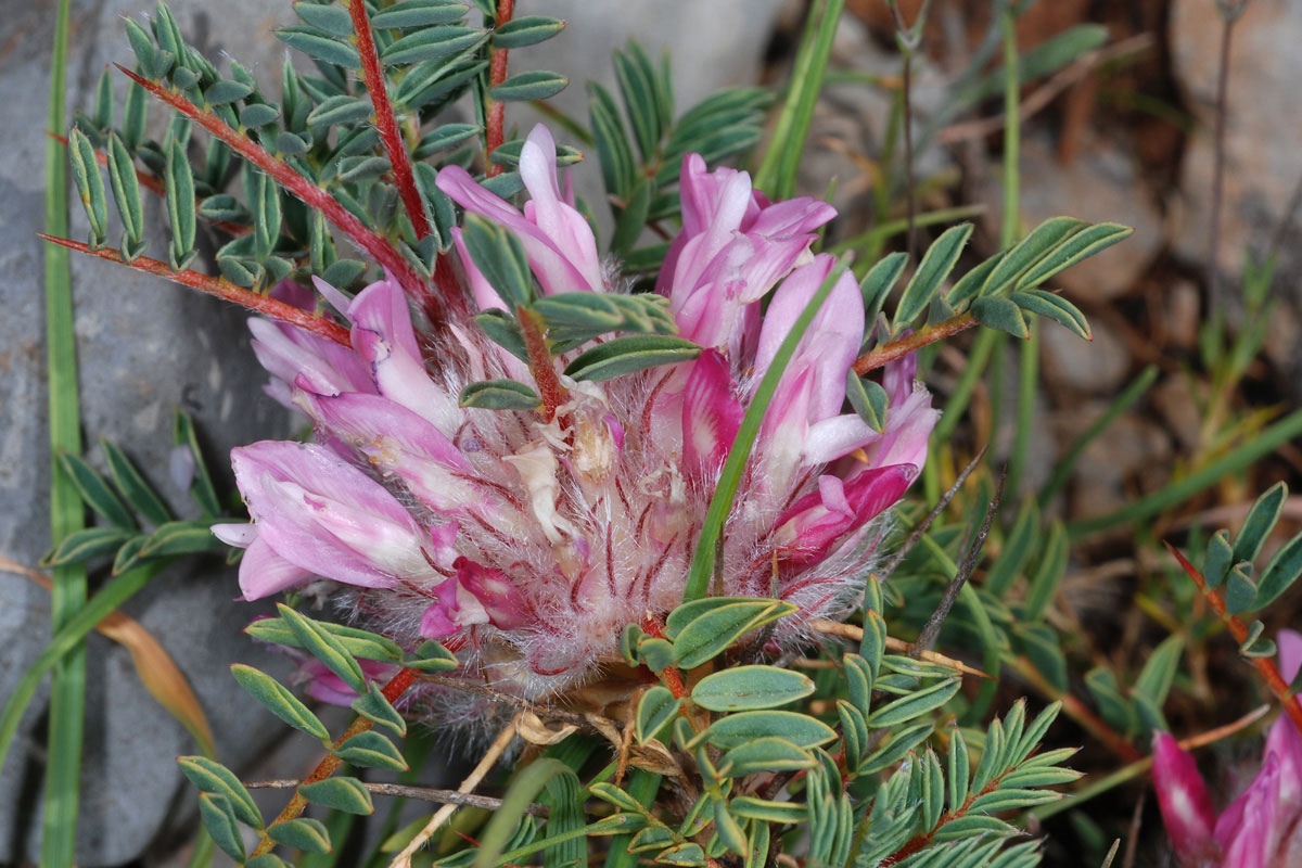 Astracantha thracica parnassi.  (Φωτο: Γιώργος Καρέτσος)