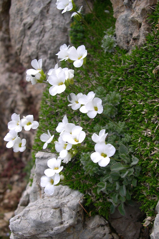 Arabis bryoides. (Φωτο: Γιώργος Καρέτσος) Arabis bryoides. (Φωτο: Γιώργος Καρέτσος)