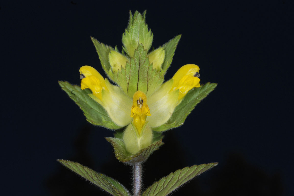 Rhinanthus pubescens. (Φωτο: Γιώργος Καρέτσος) Rhinanthus pubescens. (Φωτο: Γιώργος Καρέτσος)