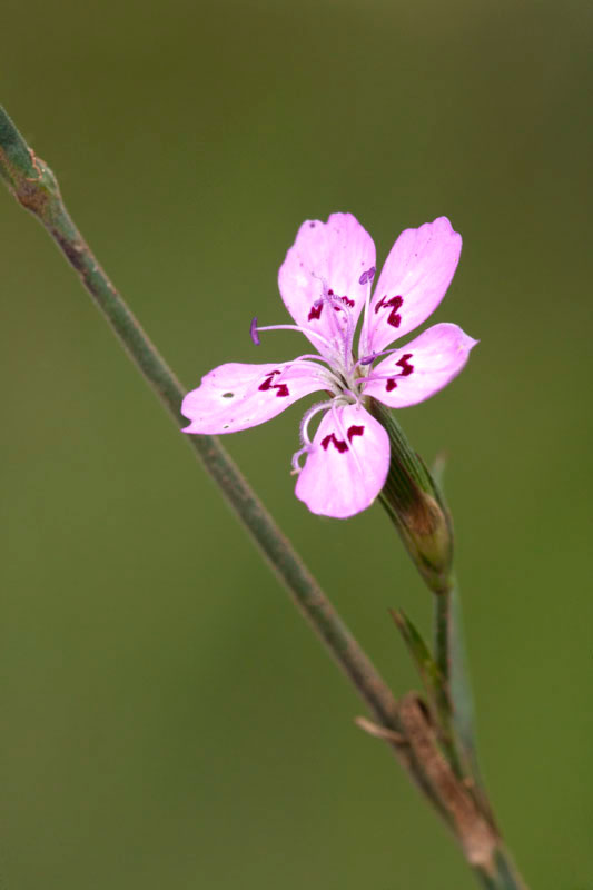 Dianthus tymphresteus. (Φωτο: Νίκος Πέτρου) Dianthus tymphresteus. (Φωτο: Νίκος Πέτρου)