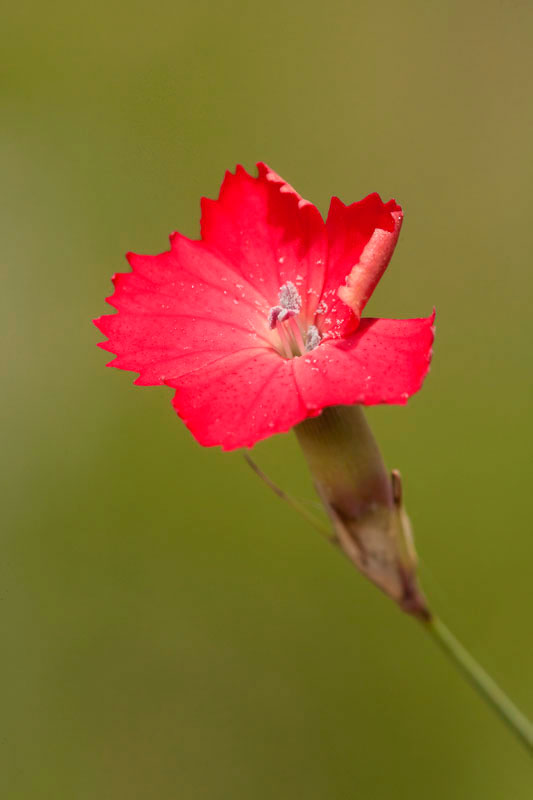 Dianthus biflorus. (Φωτο: Νίκος Πέτρου) Dianthus biflorus. (Φωτο: Νίκος Πέτρου)