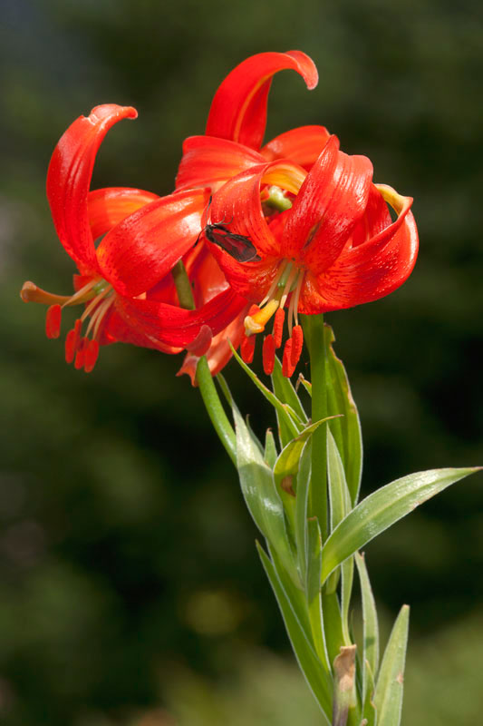 Lilium calchedonicum. (Φωτο: Νίκος Πέτρου) Lilium calchedonicum. (Φωτο: Νίκος Πέτρου)