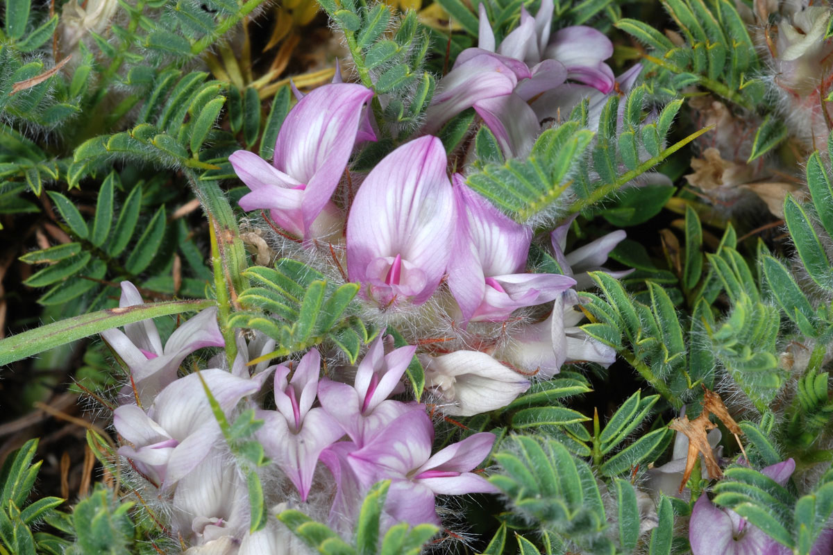 Astragalus sempervirens cephalonicus. (Φωτο: Γιώργος Καρέτσος) Astragalus sempervirens cephalonicus. (Φωτο: Γιώργος Καρέτσος)