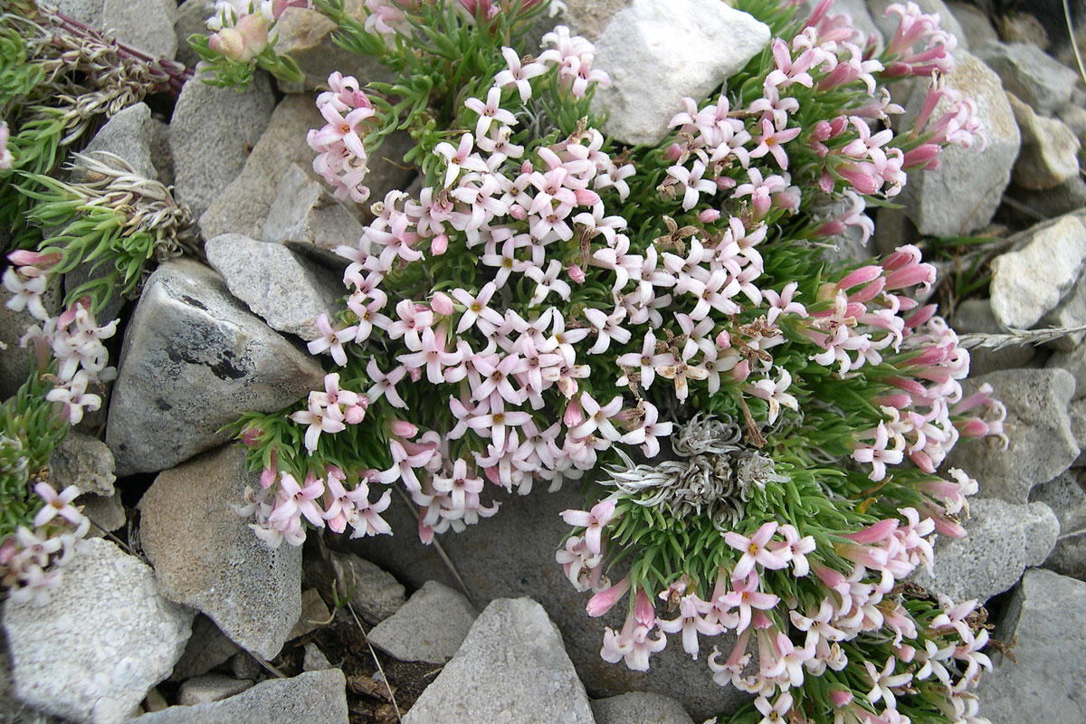 Asperula boissieri. (Φωτο: Γιώργος Καρέτσος)