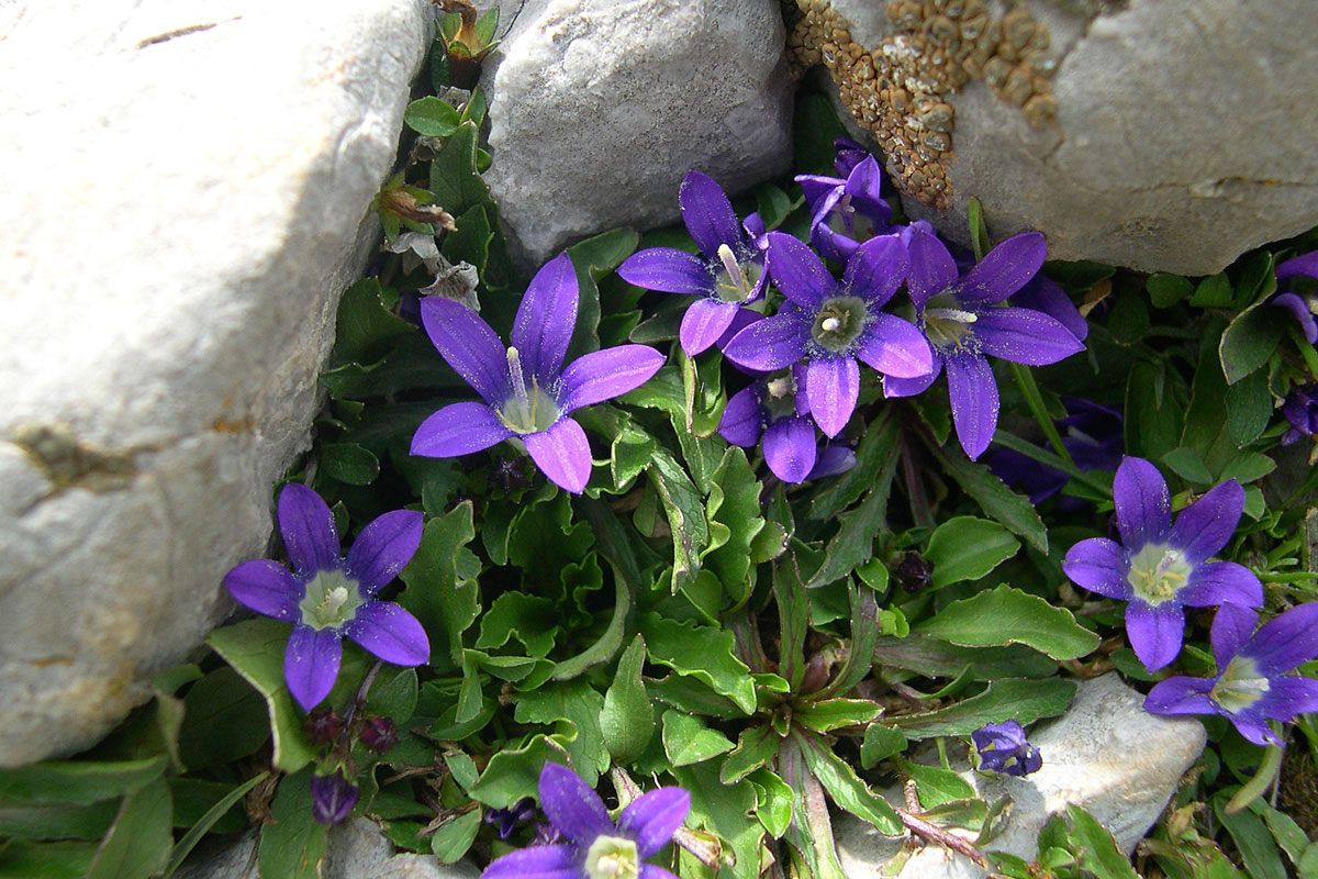 Edraianthus parnassicus. (Φωτο: Γιώργος Καρέτσος) Edraianthus parnassicus. (Φωτο: Γιώργος Καρέτσος)