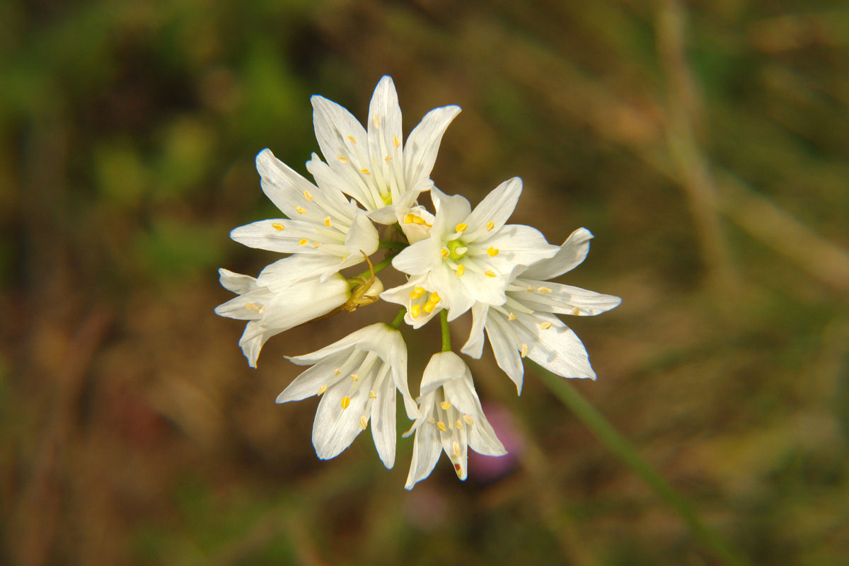 Allium phthioticum. (Φωτο: Γιώργος Καρέτσος) Allium phthioticum. (Φωτο: Γιώργος Καρέτσος)