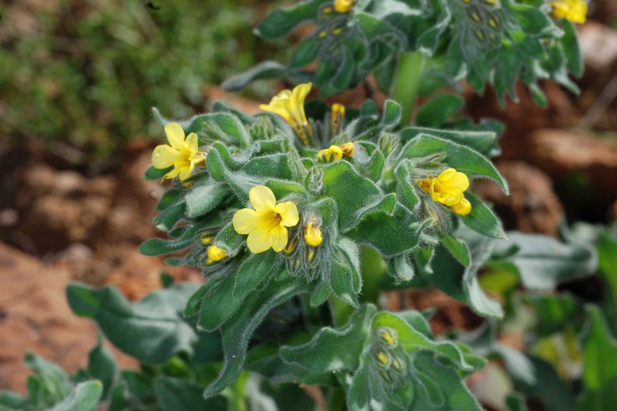 Alkanna graeca ssp. graeca. (Φωτο: Γιώργος Καρέτσος)