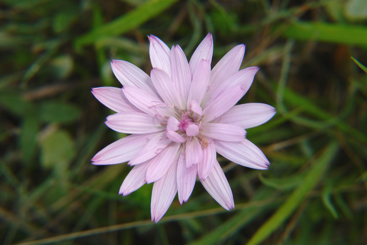 Scorzonera purpurea peristerica.  (Φωτο: Γιώργος Καρέτσος)