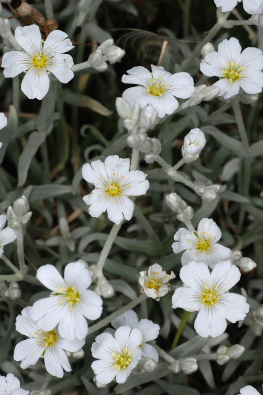 Cerastium candidissimum. (Φωτο: Γιώργος Καρέτσος) Cerastium candidissimum. (Φωτο: Γιώργος Καρέτσος)