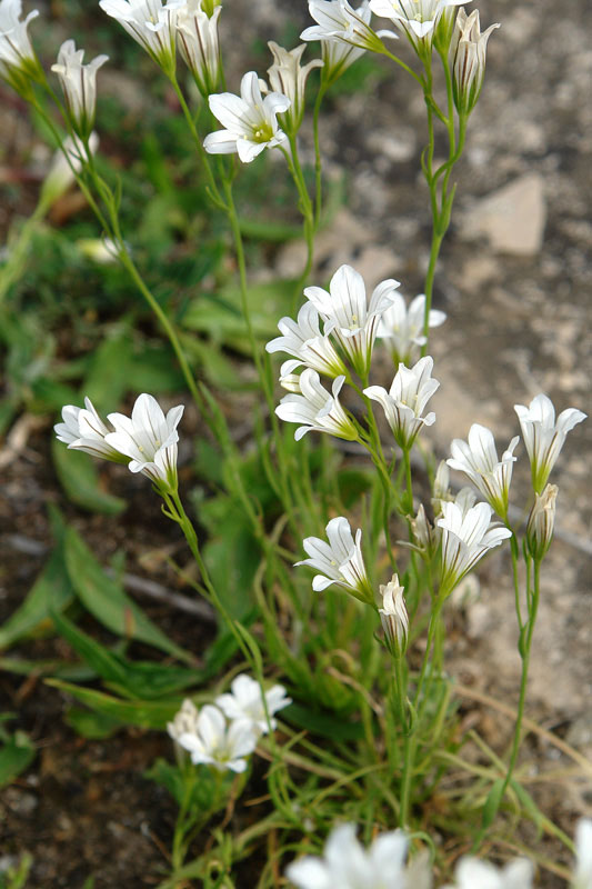 Gagea graeca. (Φωτο: Γιώργος Καρέτσος) 