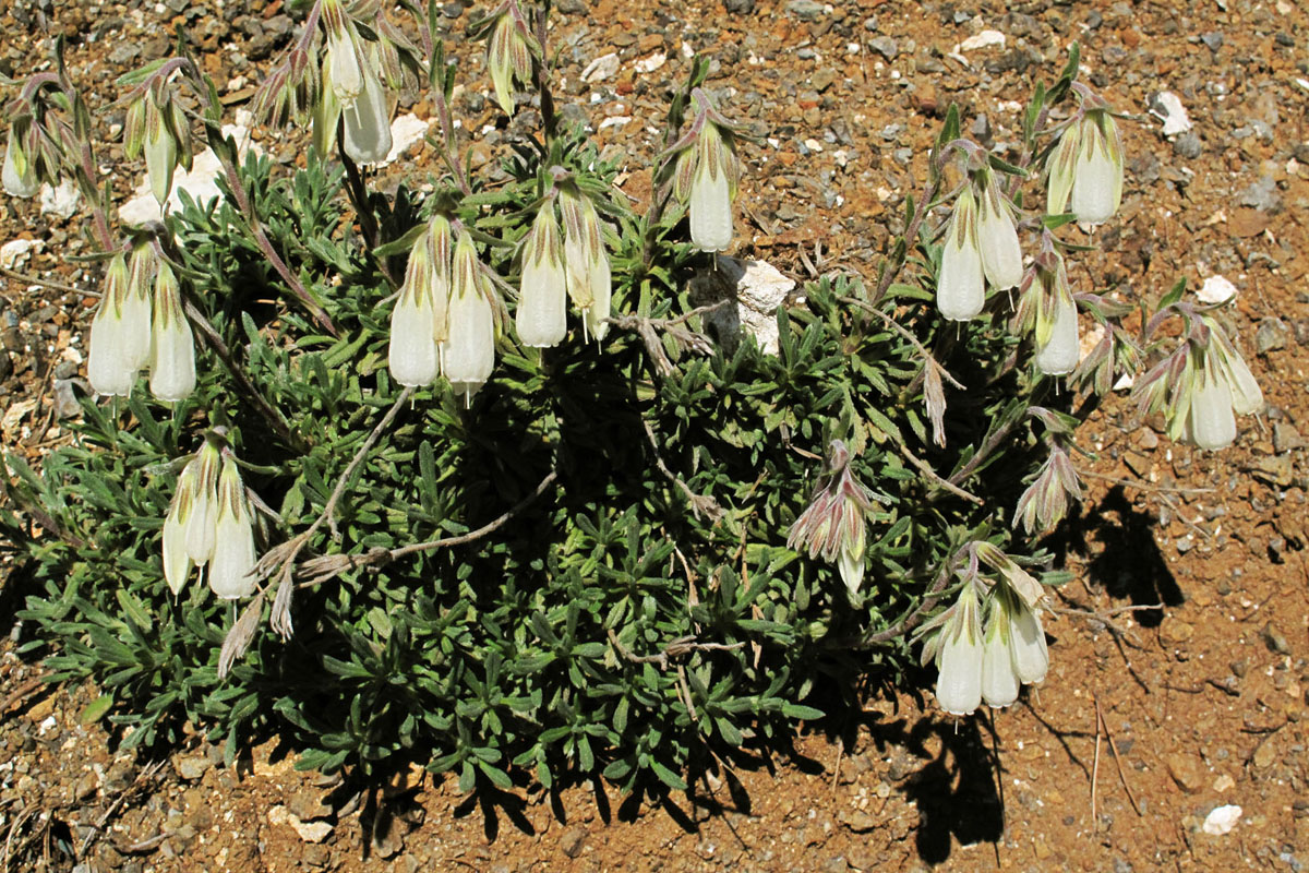 Onosma stridii. (Φωτο: Γ. Πολίτης)