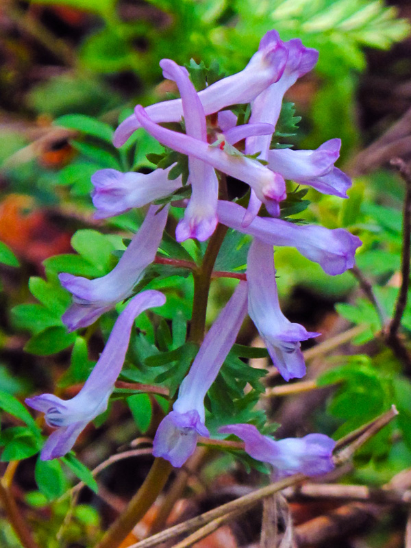 Fumaria macrocarpa. (Φωτο: Γ. Πολίτης)