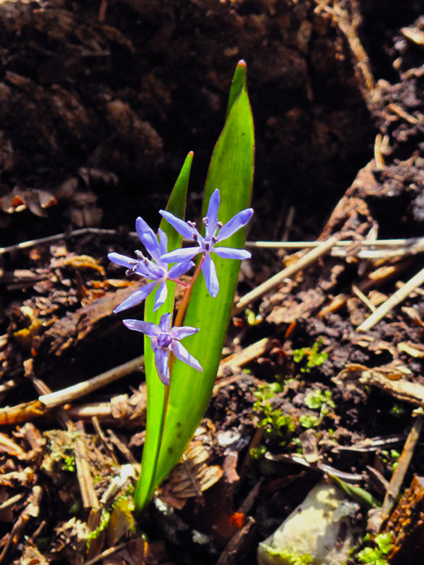 Scilla bifolia. (Φωτο: Γ. Πολίτης)