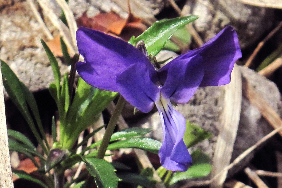 Viola sp. (Φωτο: Γ. Πολίτης) Viola sp. (Φωτο: Γ. Πολίτης)