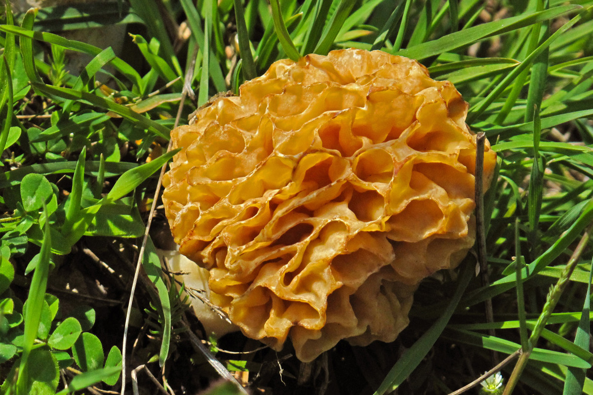 Morchella esculenda. (Φωτο: Γ. Πολίτης) Morchella esculenda. ((Φωτο: Γ. Πολίτης)