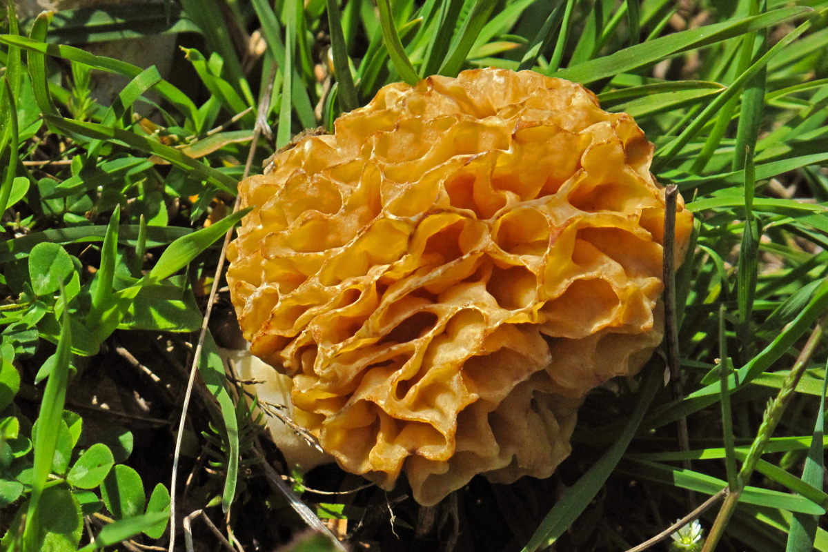 Morchella esculenda. ((Φωτο: Γ. Πολίτης)