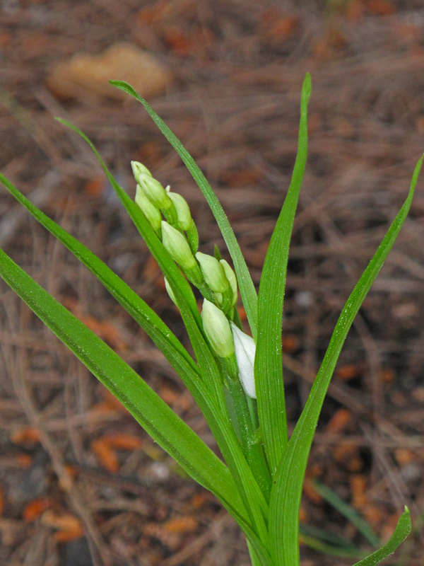 Cephalanthera longifolia. (Φωτο: Γ. Πολίτης) Cephalanthera longifolia. (Φωτο: Γ. Πολίτης)