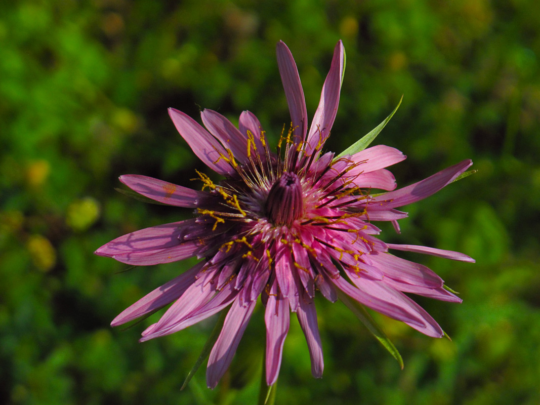 Tragopogon porrifolius. (Φωτο: Γ. Πολίτης) Tragopogon porrifolius. (Φωτο: Γ. Πολίτης)
