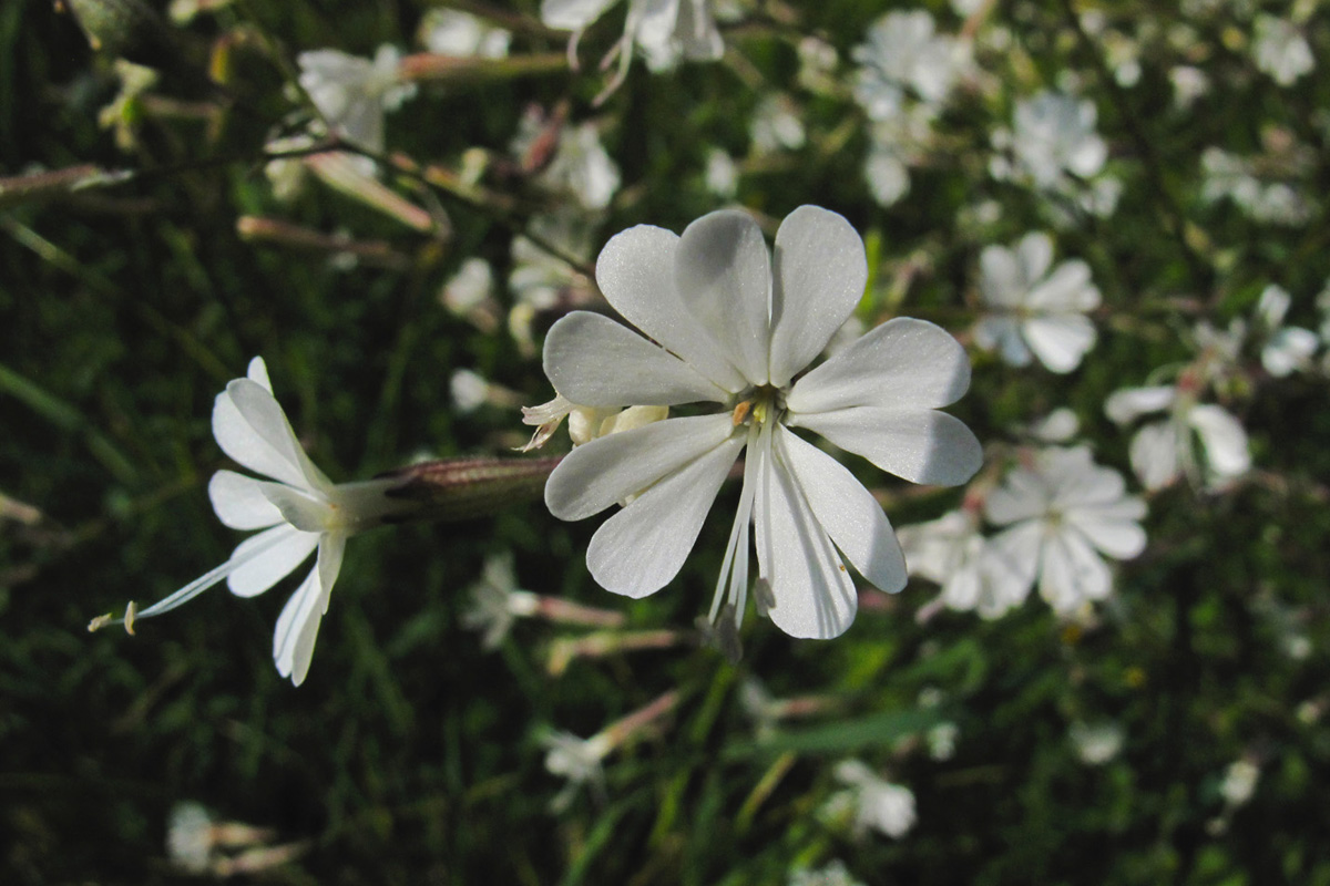 Silene sp. (Φωτο: Γ. Πολίτης) Silene sp. (Φωτο: Γ. Πολίτης)