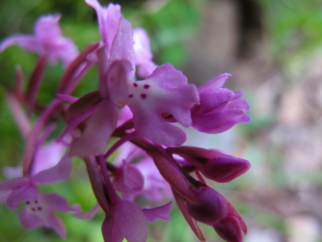 Orchis quadripunctata. (Φωτο: Γ. Πολίτης)