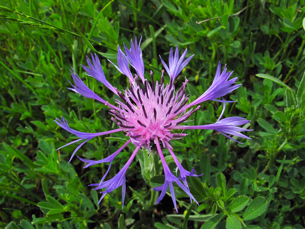 Centaurea triumfetii. (Φωτο: Γ. Πολίτης) Centaurea triumfetii. (Φωτο: Γ. Πολίτης)